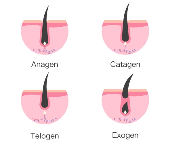 Фазы роста волос