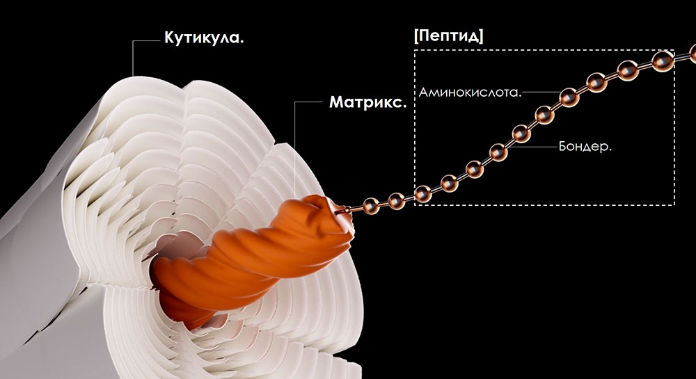 Структура волоса — графическое и понятное изображение